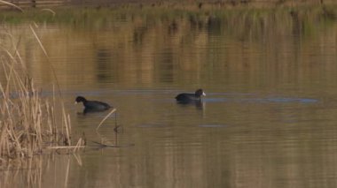 Vahşi bir kış gölünde Fulica atra