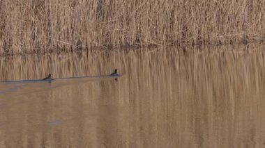 Vahşi bir kış gölünde Fulica atra