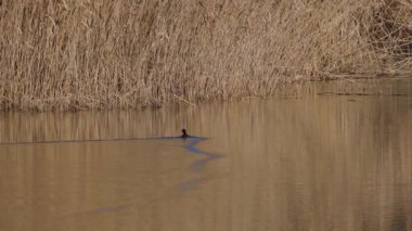 Vahşi bir kış gölünde Fulica atra