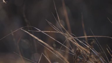 Kış tarlasında narin bir böcek.