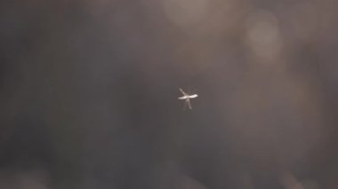 Kış tarlasında narin bir böcek.