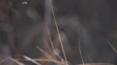 Kış tarlasında narin bir böcek.