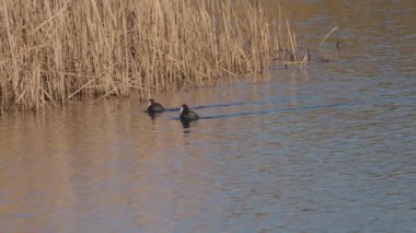 Vahşi bir kış gölünde Fulica atra