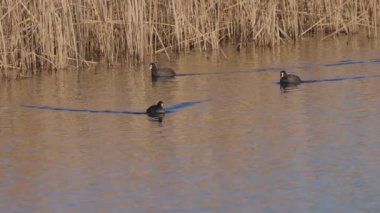 Vahşi bir kış gölünde Fulica atra