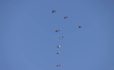 yaban ördekleri mavi gökyüzünde bir sürü