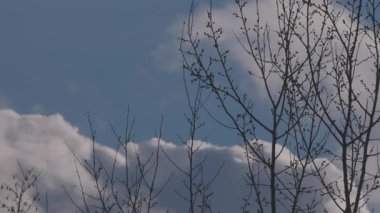 Ağaç tepelerinde hareket eden kar bulutları
