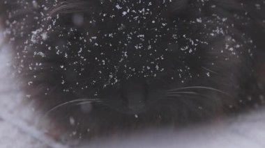 Karlı bir günde Chantilly Tiffany cinsinin evcil kedisi.