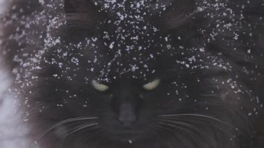 Karlı bir günde Chantilly Tiffany cinsinin evcil kedisi.