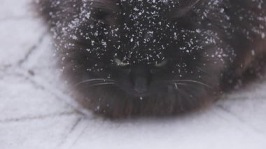 Karlı bir günde Chantilly Tiffany cinsinin evcil kedisi.