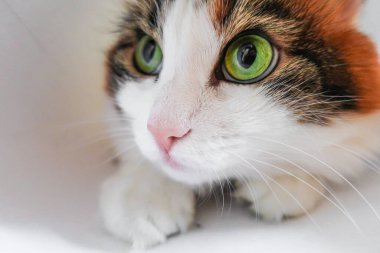 Beyaz, sevimli, sevimli, sevimli, sevimli, yeşil kedili. 