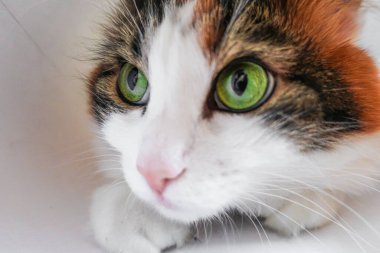 Beyaz, sevimli, sevimli, sevimli, sevimli, yeşil kedili. 