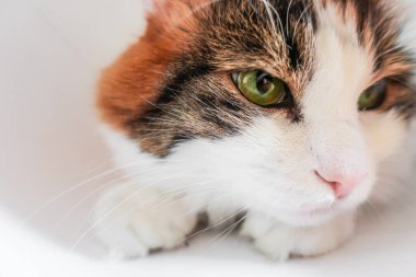 Beyaz, sevimli, sevimli, sevimli, sevimli, yeşil kedili. 