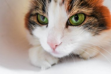 Beyaz, sevimli, sevimli, sevimli, sevimli, yeşil kedili. 