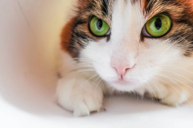 Beyaz, sevimli, sevimli, sevimli, sevimli, yeşil kedili. 