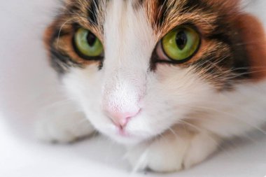 Beyaz, sevimli, sevimli, sevimli, sevimli, yeşil kedili. 