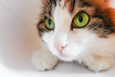 Beyaz, sevimli, sevimli, sevimli, sevimli, yeşil kedili. 