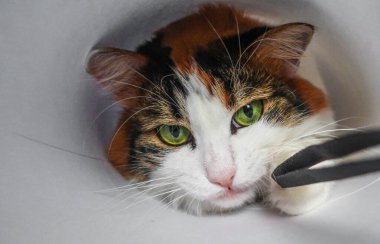 Beyaz, sevimli, sevimli, sevimli, sevimli, yeşil kedili. 