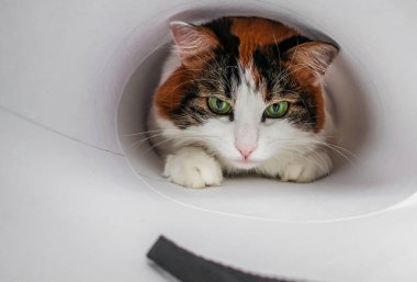 Beyaz, sevimli, sevimli, sevimli, sevimli, yeşil kedili. 