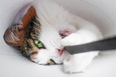 Beyaz, sevimli, sevimli, sevimli, sevimli, yeşil kedili. 