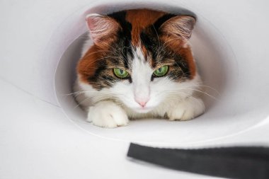 Beyaz, sevimli, sevimli, sevimli, sevimli, yeşil kedili. 