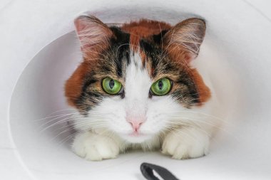 Beyaz, sevimli, sevimli, sevimli, sevimli, yeşil kedili. 