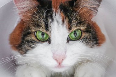 Beyaz, sevimli, sevimli, sevimli, sevimli, yeşil kedili. 