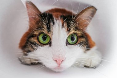 Beyaz, sevimli, sevimli, sevimli, sevimli, yeşil kedili. 