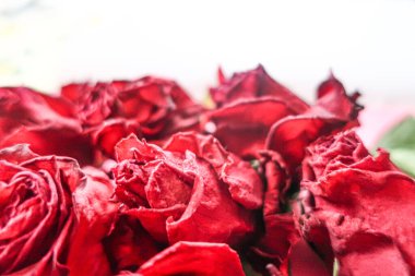 Kırmızı güller, güller, güller, güller, güller, güller, güller, güller, güller, güller, güller, güller.