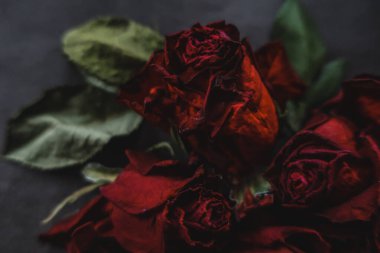 Kırmızı güller, güller, güller, güller, güller, güller, güller, güller, güller, güller, güller, güller.