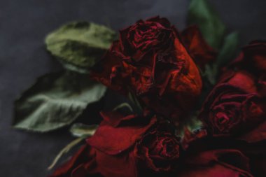 Kırmızı güller, güller, güller, güller, güller, güller, güller, güller, güller, güller, güller, güller.