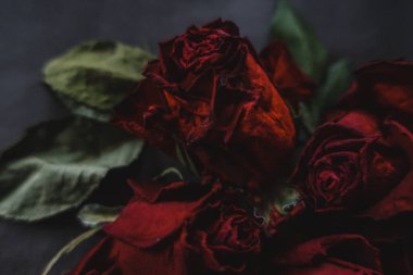 Kırmızı güller, güller, güller, güller, güller, güller, güller, güller, güller, güller, güller, güller.