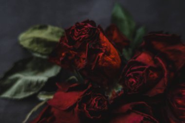 Kırmızı güller, güller, güller, güller, güller, güller, güller, güller, güller, güller, güller, güller.