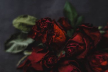 Kırmızı güller, güller, güller, güller, güller, güller, güller, güller, güller, güller, güller, güller.