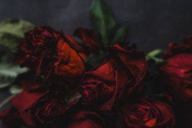 Kırmızı güller, güller, güller, güller, güller, güller, güller, güller, güller, güller, güller, güller.