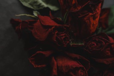 Kırmızı güller, güller, güller, güller, güller, güller, güller, güller, güller, güller, güller, güller.