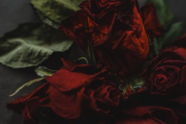 Kırmızı güller, güller, güller, güller, güller, güller, güller, güller, güller, güller, güller, güller.