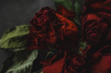 Kırmızı güller, güller, güller, güller, güller, güller, güller, güller, güller, güller, güller, güller.