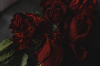 Kırmızı güller, güller, güller, güller, güller, güller, güller, güller, güller, güller, güller, güller.