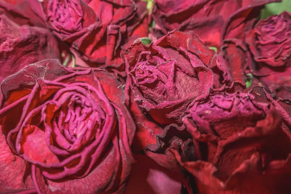 Rode Rozen Rosa Droge Bloemen Als Bloemen Herfst Donker Zwart — Stockfoto