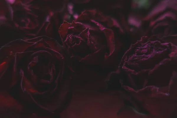 Rosas Rojas Rosas Flores Secas Como Floral Otoño Negro Oscuro — Foto de Stock