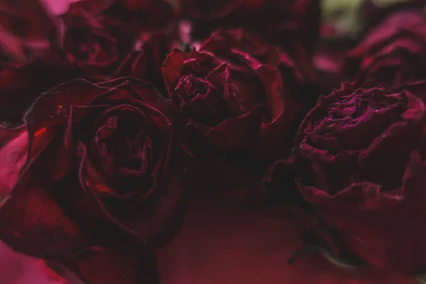 Rosas Vermelhas Rosa Flores Secas Como Floral Outono Escuro Preto — Fotografia de Stock