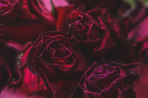 Rosas Vermelhas Rosa Flores Secas Como Floral Outono Escuro Preto — Fotografia de Stock