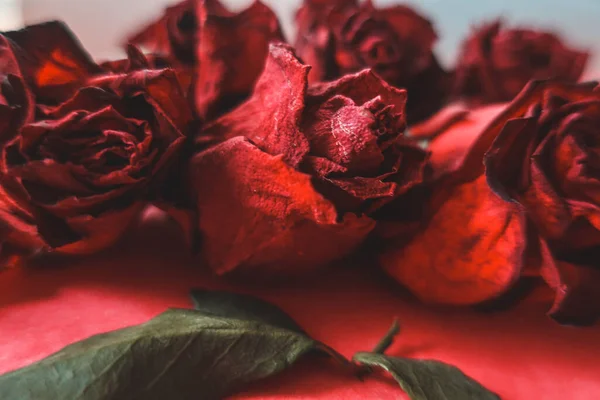Rose Rosse Rosa Fiori Secchi Come Floreale Autunno Scuro Nero — Foto Stock