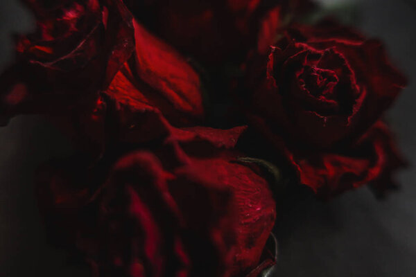 Red roses rosa dry flowers as floral autumn dark black vintage botanical grainy noisy blurred romantic intimate decorative pattern background wallpaper backdrop