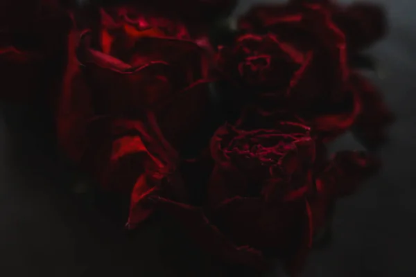 赤いバラは花の秋としてドライな花をバラ黒いヴィンテージ植物穀物騒々しいぼやけたロマンチックな親密な装飾パターンの背景壁紙の背景 — ストック写真
