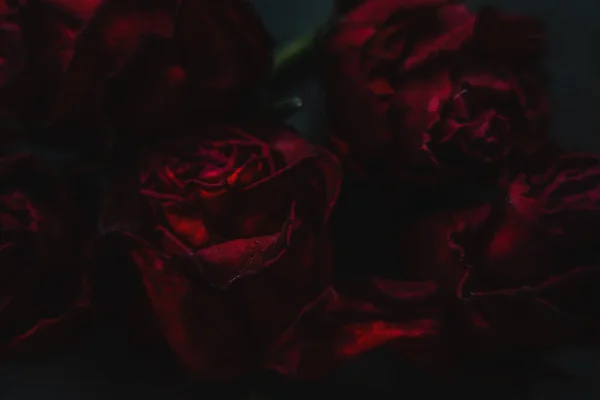 Roses Rouges Rosa Fleurs Sèches Comme Floral Automne Sombre Noir — Photo