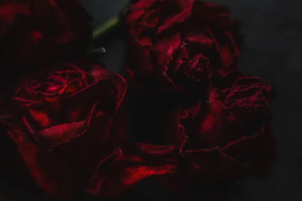 Rosas Vermelhas Rosa Flores Secas Como Floral Outono Escuro Preto — Fotografia de Stock