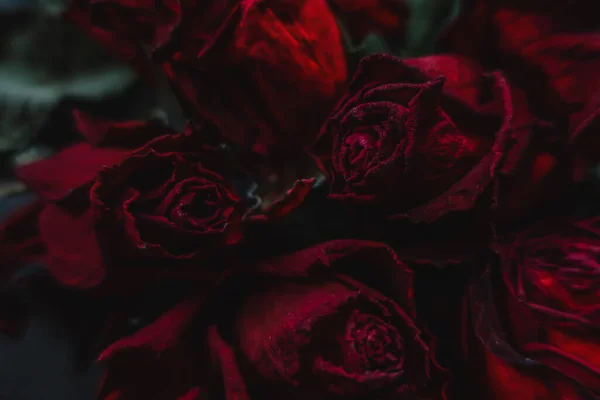 Roses Rouges Rosa Fleurs Sèches Comme Floral Automne Sombre Noir — Photo