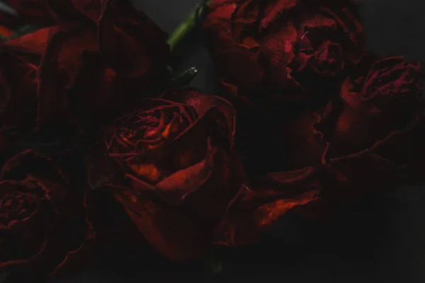 Red roses rosa dry flowers as floral autumn dark black vintage botanical grainy noisy blurred romantic intimate decorative pattern background wallpaper backdrop