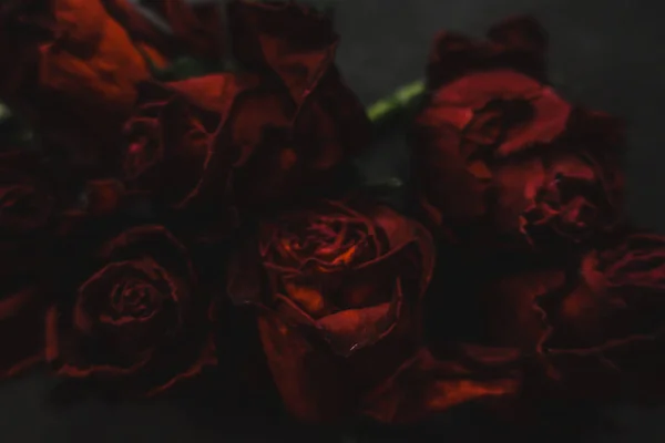 Rosas Vermelhas Rosa Flores Secas Como Floral Outono Escuro Preto — Fotografia de Stock